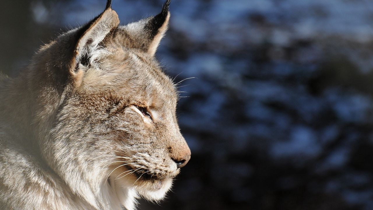 Wallpaper lynx, muzzle, tassels, ears, profile