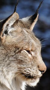 Preview wallpaper lynx, muzzle, tassels, ears, profile