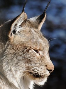 Preview wallpaper lynx, muzzle, tassels, ears, profile