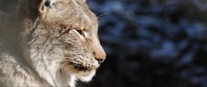 Preview wallpaper lynx, muzzle, tassels, ears, profile