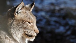 Preview wallpaper lynx, muzzle, tassels, ears, profile