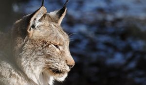 Preview wallpaper lynx, muzzle, tassels, ears, profile