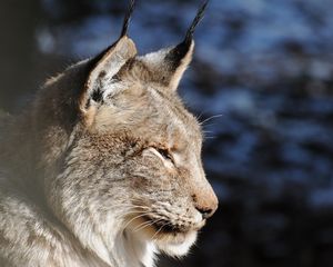 Preview wallpaper lynx, muzzle, tassels, ears, profile