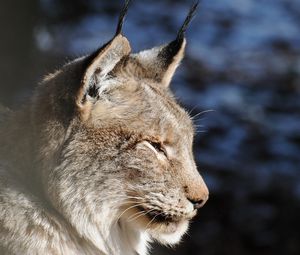 Preview wallpaper lynx, muzzle, tassels, ears, profile