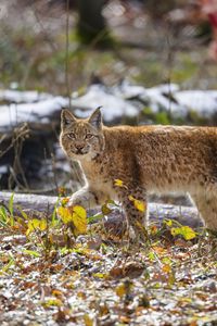 Preview wallpaper lynx, paw, leaves, branches, animal