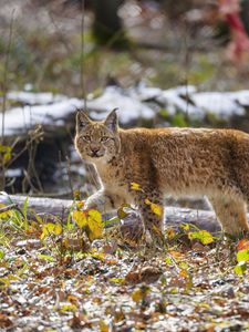 Preview wallpaper lynx, paw, leaves, branches, animal