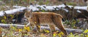 Preview wallpaper lynx, paw, leaves, branches, animal