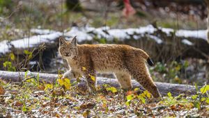 Preview wallpaper lynx, paw, leaves, branches, animal