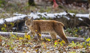 Preview wallpaper lynx, paw, leaves, branches, animal