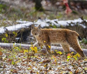 Preview wallpaper lynx, paw, leaves, branches, animal