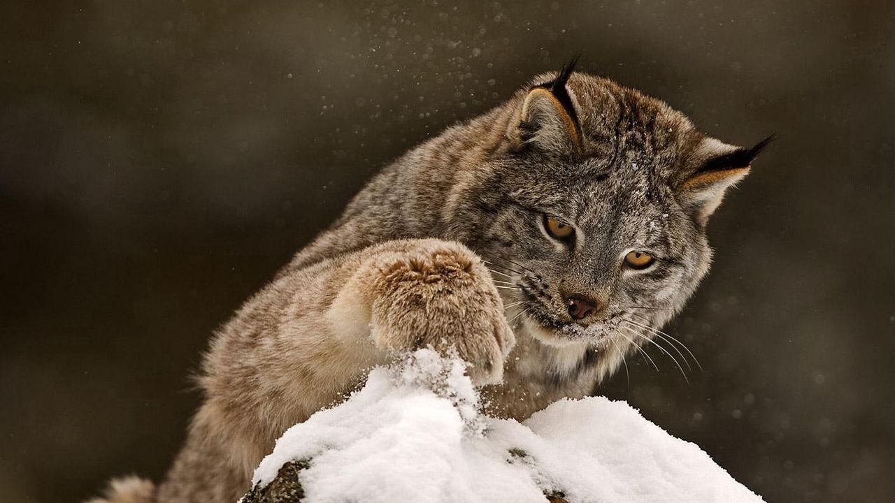Wallpaper lynx, paw, snow, curiosity, big cat, predator