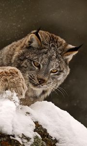 Preview wallpaper lynx, paw, snow, curiosity, big cat, predator