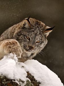 Preview wallpaper lynx, paw, snow, curiosity, big cat, predator