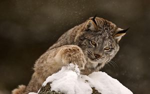 Preview wallpaper lynx, paw, snow, curiosity, big cat, predator