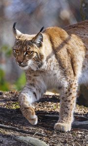 Preview wallpaper lynx, paws, movement, predator, animal