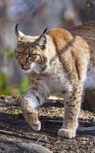 Preview wallpaper lynx, paws, movement, predator, animal