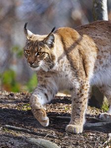 Preview wallpaper lynx, paws, movement, predator, animal