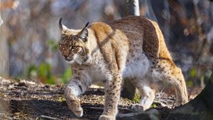 Preview wallpaper lynx, paws, movement, predator, animal