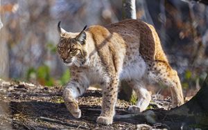 Preview wallpaper lynx, paws, movement, predator, animal