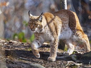 Preview wallpaper lynx, paws, movement, predator, animal