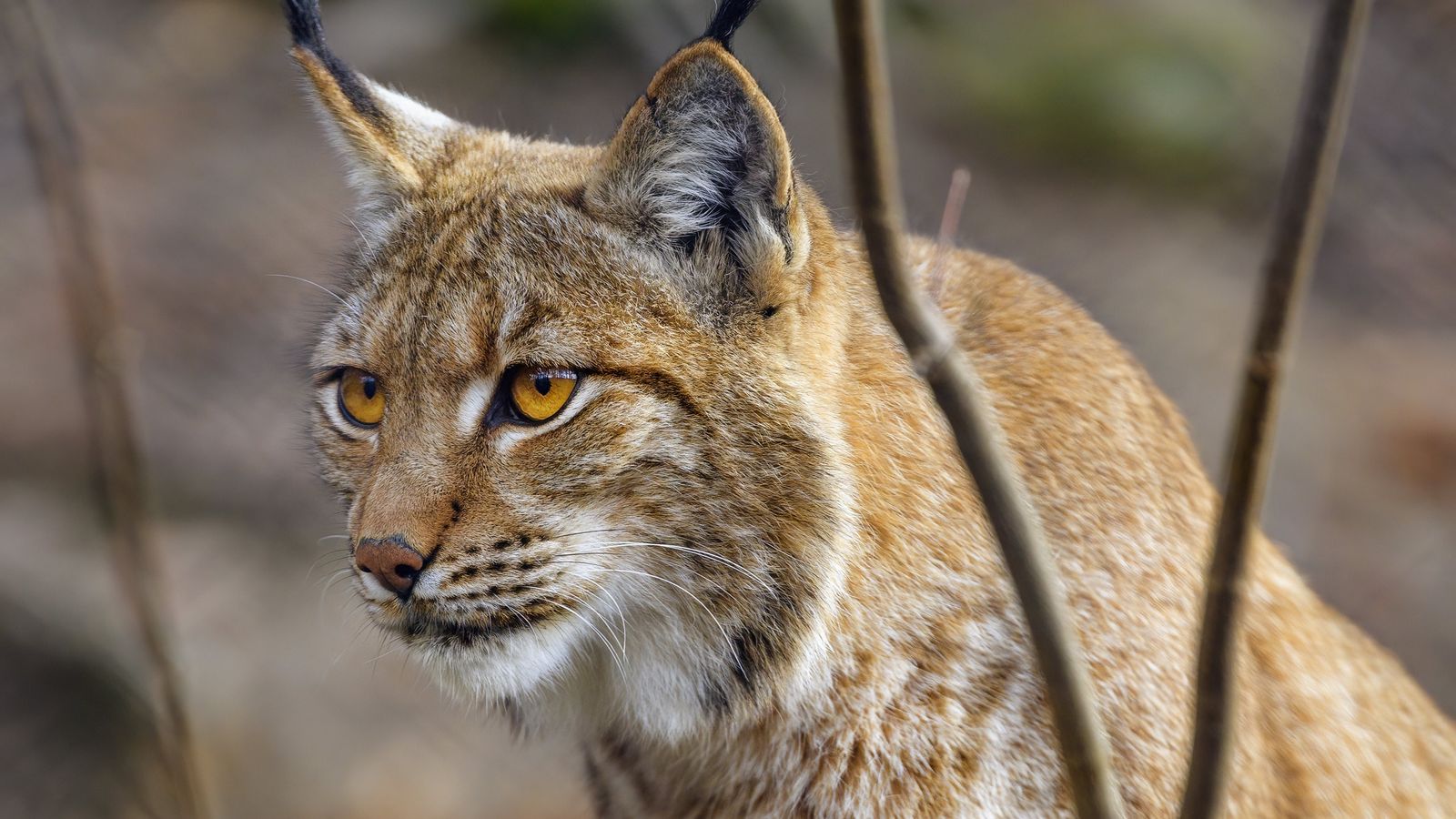 1600x900 Wallpaper lynx, paws, predator, big cat, animal, stone