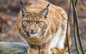 Preview wallpaper lynx, paws, predator, big cat, animal