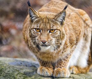 Preview wallpaper lynx, paws, predator, big cat, animal