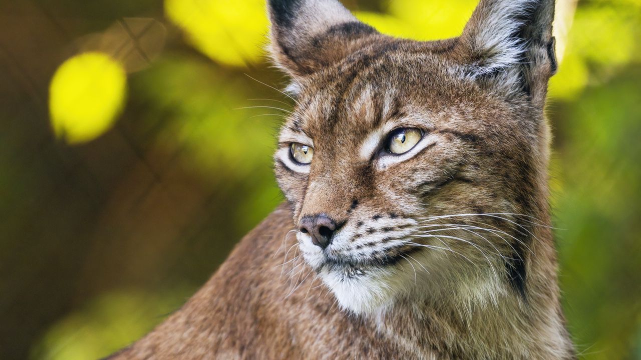 Wallpaper lynx, portrait, predator, big cat, animal