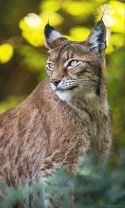 Preview wallpaper lynx, portrait, predator, big cat, animal