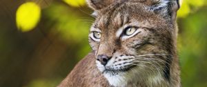 Preview wallpaper lynx, portrait, predator, big cat, animal