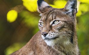 Preview wallpaper lynx, portrait, predator, big cat, animal