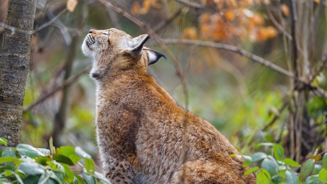 Wallpaper lynx, pose, predator, wildlife, animal