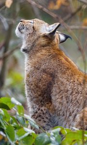 Preview wallpaper lynx, pose, predator, wildlife, animal