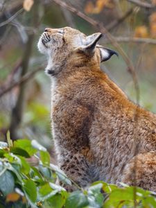 Preview wallpaper lynx, pose, predator, wildlife, animal