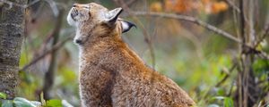 Preview wallpaper lynx, pose, predator, wildlife, animal