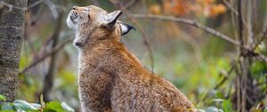 Preview wallpaper lynx, pose, predator, wildlife, animal