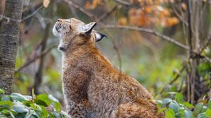 Preview wallpaper lynx, pose, predator, wildlife, animal
