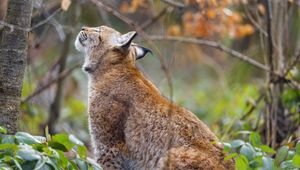 Preview wallpaper lynx, pose, predator, wildlife, animal