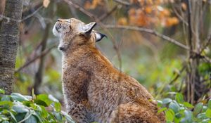 Preview wallpaper lynx, pose, predator, wildlife, animal