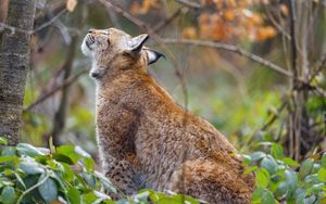 Preview wallpaper lynx, pose, predator, wildlife, animal