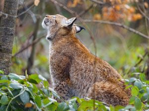 Preview wallpaper lynx, pose, predator, wildlife, animal
