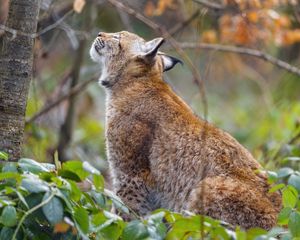 Preview wallpaper lynx, pose, predator, wildlife, animal