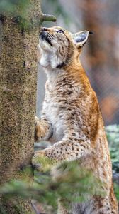 Preview wallpaper lynx, pose, tree, wildlife