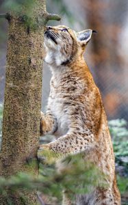 Preview wallpaper lynx, pose, tree, wildlife