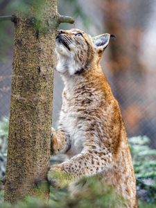 Preview wallpaper lynx, pose, tree, wildlife