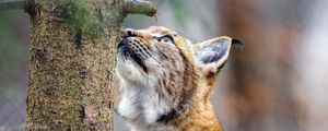 Preview wallpaper lynx, pose, tree, wildlife