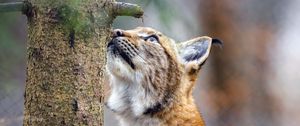 Preview wallpaper lynx, pose, tree, wildlife
