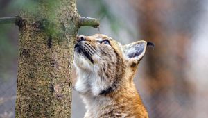 Preview wallpaper lynx, pose, tree, wildlife