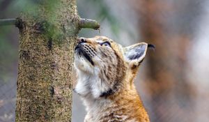 Preview wallpaper lynx, pose, tree, wildlife