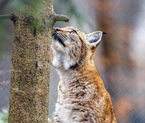 Preview wallpaper lynx, pose, tree, wildlife